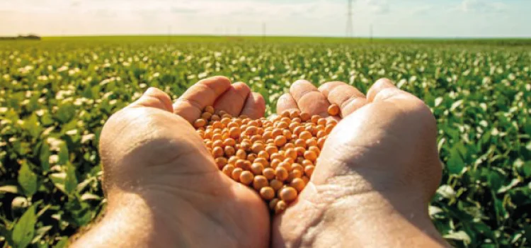 Produtor tem novas regras para salvar sementes