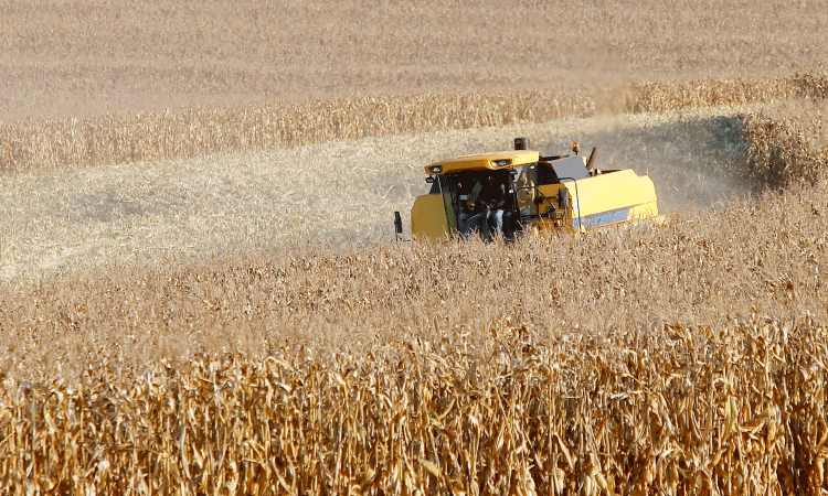 Produtores de milho do Paraná têm melhor remuneração em outubro, aponta boletim do Deral