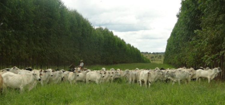 Produtores querem pecuária cada vez mais sustentável