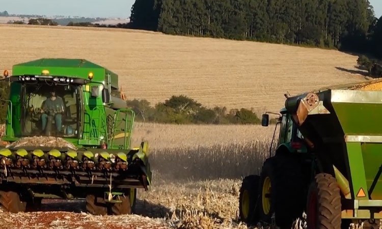 Produtores rurais começam a colheita do milho no Paraná