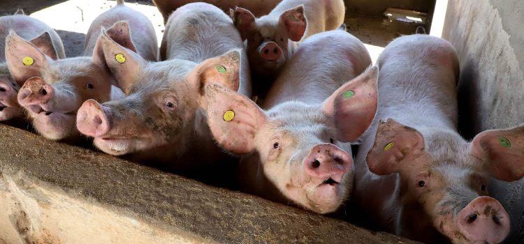 Puxado por Toledo, Paraná avança e mira novos mercados internacionais na carne suína