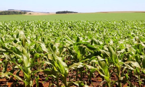 SAFRA NO PARANÁ: MESMO COM CALOR E CHUVAS IRREGULARES, SOJA E MILHO AVANÇAM NO CAMPO