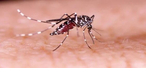 SAÚDE: Boletim semanal da dengue confirma mais 12.206 casos e 9 óbitos no Paraná.