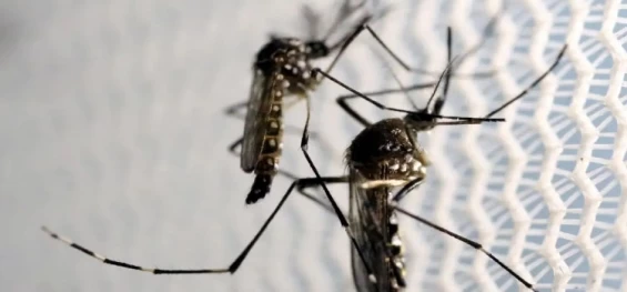 SAÚDE: Brasil é país com mais casos de dengue no mundo, alerta OMS.