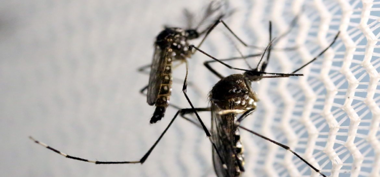 SAÚDE: CTNBio aprova biossegurança de vacina contra a dengue.