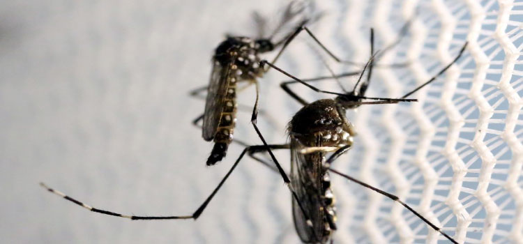 SAÚDE: Dia Nacional de Combate ao Aedes aegypti é celebrado neste sábado.