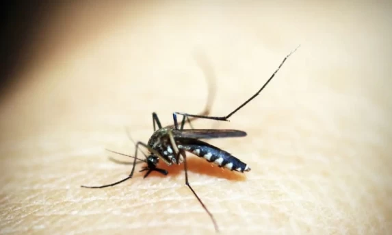 SAÚDE: Entenda por que hemorragia não é o principal sintoma da dengue grave.