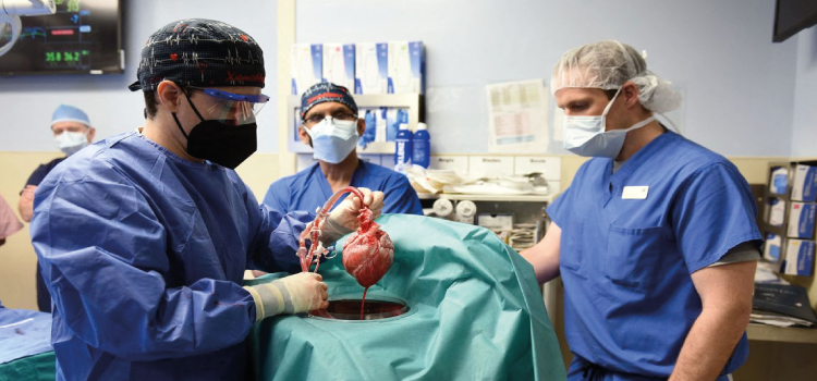 SAÚDE: Homem se recupera após transplante com coração de porco