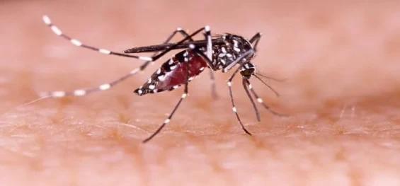 SAÚDE: Informe da dengue registra 876 novos casos; circulação está confirmada em 216 municípios.