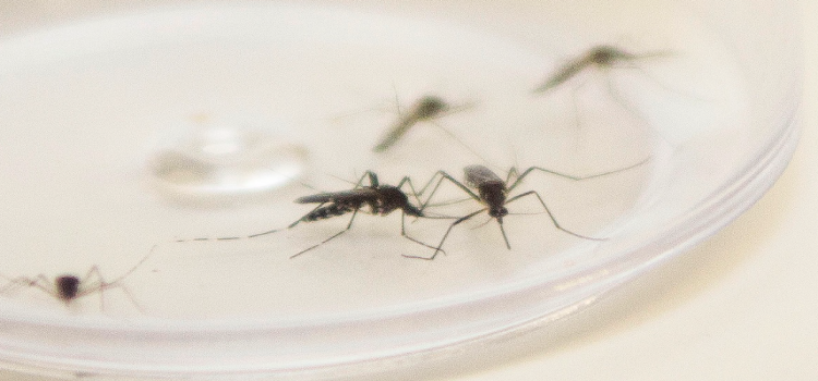 SAÚDE: Ministério da Saúde confirma envio emergencial de inseticida para combater o Aedes Aegypti.
