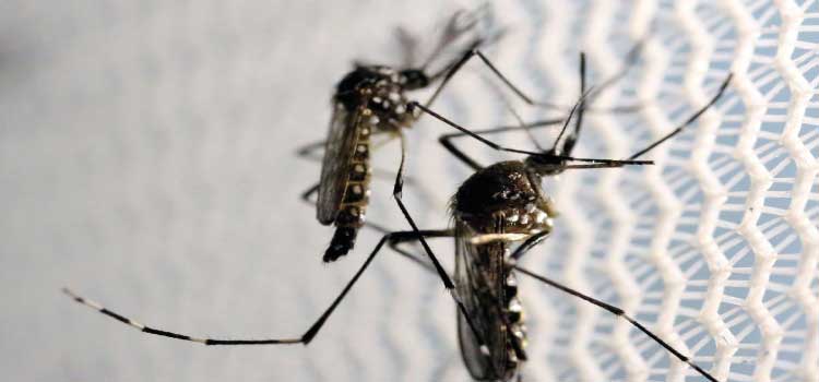 SAÚDE: Ministério lança campanha de combate ao mosquito da dengue