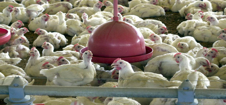 SAÚDE: OMS confirma primeira morte por gripe aviária no mundo.