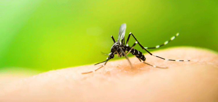 SAÚDE: Paraná confirma mais 99 casos de dengue.