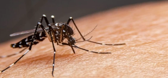 PARANÁ: Secretaria da Saúde confirma mais 13 óbitos e 8.299 novos casos de dengue no estado.