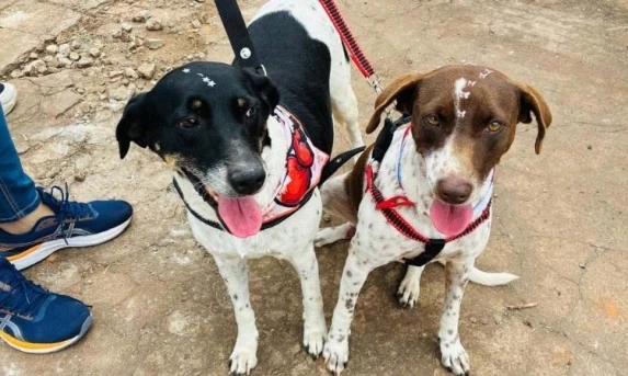 Saúde Única: CastraPet Paraná avança e soma milhares de esterilizações gratuitas em mais de 390 municípios