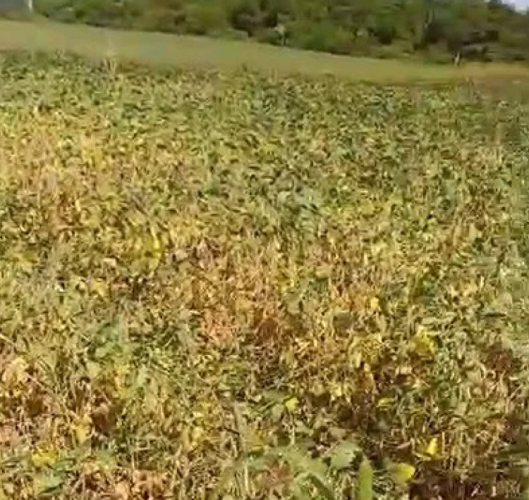 SECA: Produtores mostram situação crítica das lavouras de soja no Oeste do Paraná.