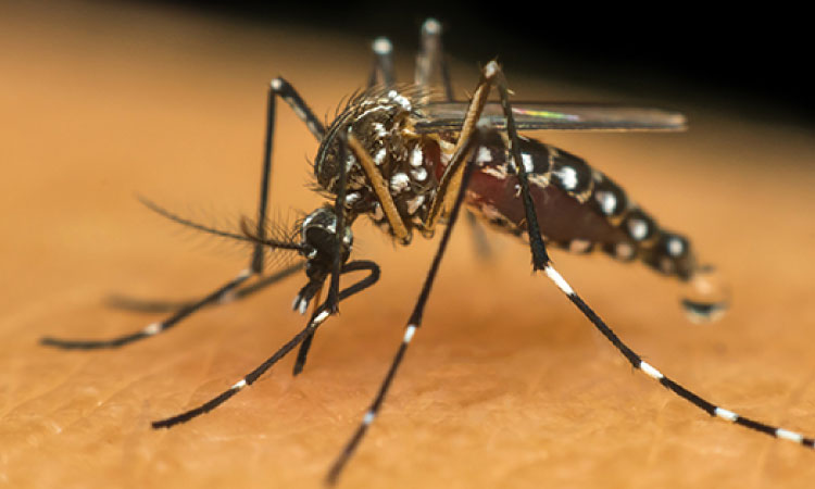 Secretaria da Saúde confirma mais 4.294 casos de dengue e seis óbitos no Paraná.