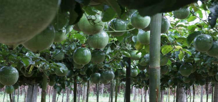 SHOW RURAL: IDR-Paraná lança nova cultivar de maracujá 