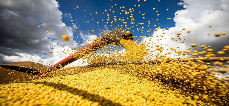 SOJA: Conab indica colheita em 69,1% nos principais produtores do país.