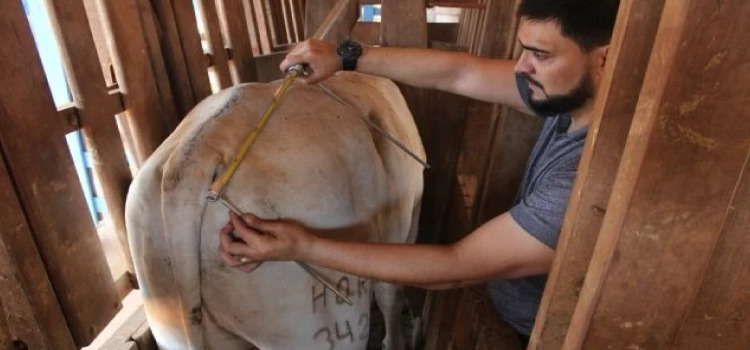 TECNOLOGIA: UFMT e IFMT iniciam estudo de pesagem de bovinos através de aplicativo em abril.