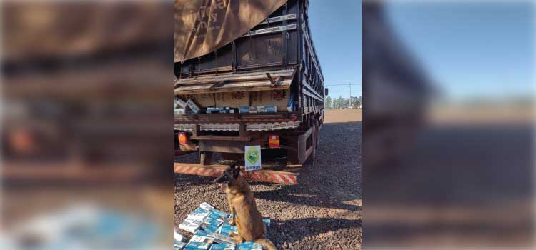 TOLEDO: apreende caminhão carregado com cigarros contrabandeados