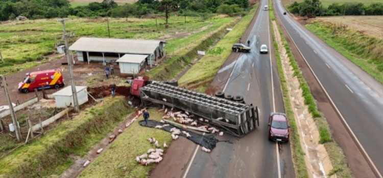 TRÂNSITO: Acidente com caminhão de porcos é registrado na BR-163 entre Toledo e Marechal.