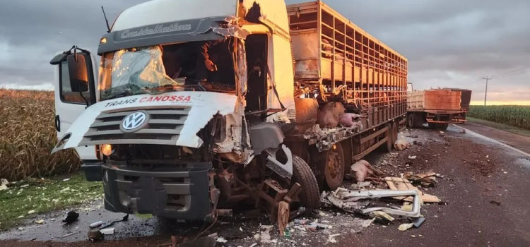 TRÂNSITO: Motoristas ficam feridos no acidente entre caminhão carregado com porcos e outro com peixes na PR 182.