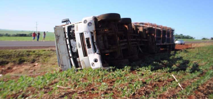 TRÂNSITO: Caminhão carregado com frangos tomba na PR-239 em Assis Chateaubriand