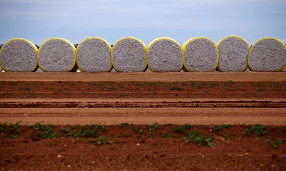 USDA projeta queda na safra de algodão dos EUA e estoques mundiais mais apertados na temporada 2026/27