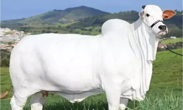Vaca brasileira entra para o livro dos recordes como mais cara do mundo; confira valor.