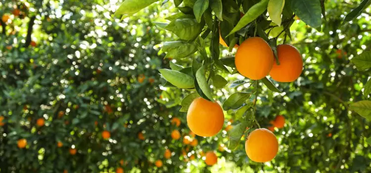 Zoneamento agrícola traz novidades sobre riscos climáticos para a cultura de citros
