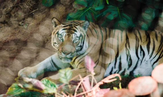 Zoológico de Cascavel abre os portões para visitação no recesso de Dia do Trabalhador