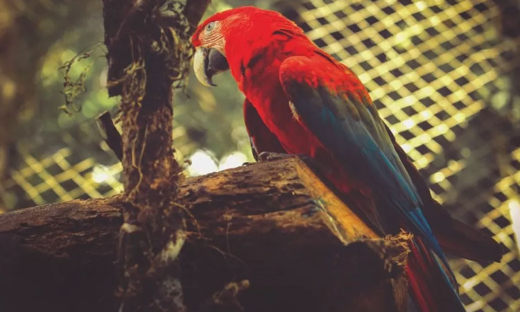 Zoológico de Cascavel volta a atender aos sábados, domingos e feriados