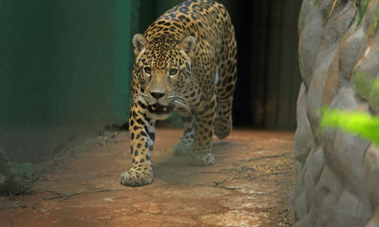 Zoológico Municipal de Cascavel seguirá fechado por tempo indeterminado.