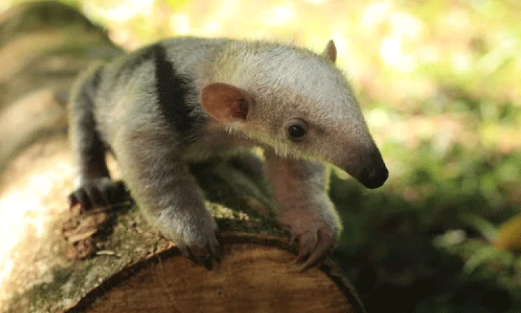 Zoológico Municipal de Cascavel voltará a abrir as portas nesta quarta-feira (11)