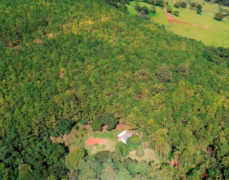 Propiedade Rural em Guaraniaçu com 7,5 alqueires, sendo 4,5 com reflorestamento de aproximadamente 15 a 18 anos